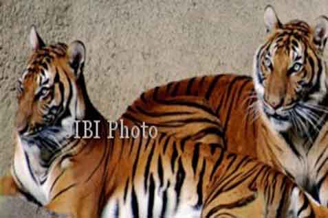  Kemenhut: Kawal Harimau Sumatra, Awasi Spesies Selundupan!